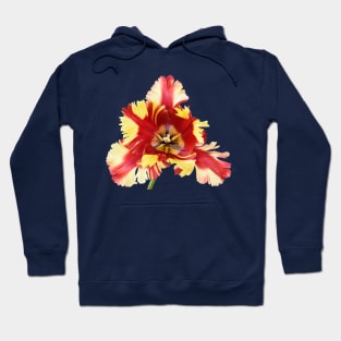 Tulipa 'Flaming Parrot' Parrot Group Tulip Hoodie